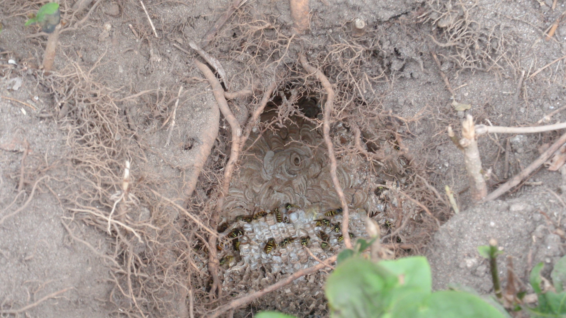 A wasp nest in a hole in the ground.